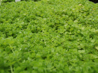 Live Aquatic Plants - Carpeting & Aquascaping
