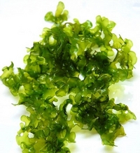 Live Aquatic Plants - Carpeting & Aquascaping