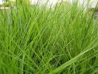 Live Aquatic Plants - Carpeting & Aquascaping