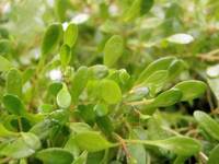 Live Aquatic Plants - Carpeting & Aquascaping