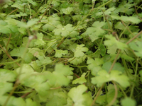 Live Aquatic Plants - Carpeting & Aquascaping