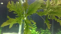 Live Aquatic Plants - Carpeting & Aquascaping