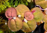 Live Aquatic Plants - Carpeting & Aquascaping