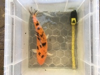 4 X Good Quality Koi for Sale Apx 15 inches