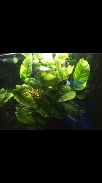 HUGE Anubias Tropica Mother Plant XL