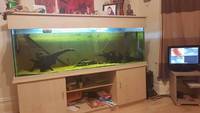 6 foot fish tank