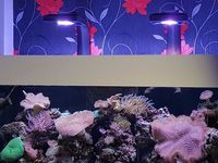 Marine aquarium full set up including ecotech radion lights corals , rock