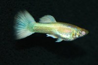 Full Platinum Albino Guppy Pairs
