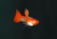 Koi Guppy Pairs