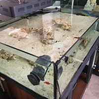 Professional Coral Tank full Setup For Sale £325
