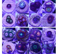 Various Zoa Frags For Sale