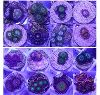 Various Zoa Frags For Sale