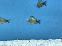 Tropheus and other tangs for sale