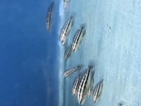 Tropheus and other tangs for sale