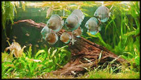 Flubenol 15 Parasite wormer