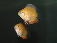 Heros severum sp.