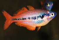 Parva Rainbow, Melanotaenia parva