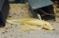 Fish tank with sump 48x24x19