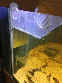 Fish tank with sump 48x24x19