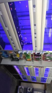 The Aquarium People, Preston- 50% OFF SALE- Current stocklist