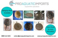 PROAQUATIC IMPORTS - SPECIALIST IN THE IMPORTING AND WHOLESALE OF AQUATIC LIVESTOCK