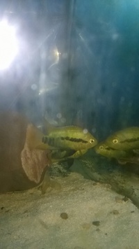 rainbow cichlids breeding pair £20