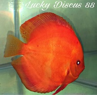 Warwickshire Discus Sales Ltd