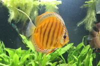 7 Alenquer and 2 Sanmerah Discus £400.00