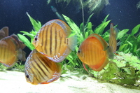 7 Alenquer and 2 Sanmerah Discus £400.00