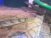 Polypterus Lapradi And Polypterus Endlicheri for sale