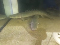 Polypterus Lapradi And Polypterus Endlicheri for sale