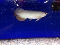 Maidenhead aquatics @ stockton Current Stocklist 14/04