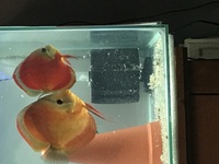 Number of discus for sale open to offers