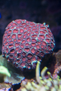 LARGE CORALS, FISH AND LIVE ROCK FOR SALE- TANK SHUT DOWN