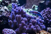 LARGE CORALS, FISH AND LIVE ROCK FOR SALE- TANK SHUT DOWN