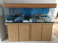 Aquarium Fish tank full setup Discus, Marine 790 litres