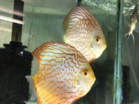 DISCUS PAIRS IN STOCK AT CHILTON AQUATICS FROM ONLY £120 PAIR