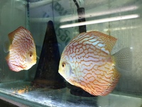 DISCUS PAIRS IN STOCK AT CHILTON AQUATICS FROM ONLY £120 PAIR