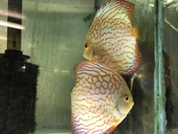 DISCUS PAIRS IN STOCK AT CHILTON AQUATICS FROM ONLY £120 PAIR