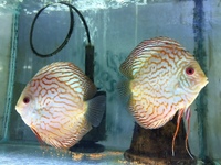 DISCUS PAIRS IN STOCK AT CHILTON AQUATICS FROM ONLY £120 PAIR