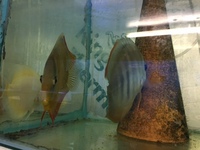DISCUS PAIRS IN STOCK AT CHILTON AQUATICS FROM ONLY £120 PAIR