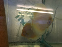 DISCUS PAIRS IN STOCK AT CHILTON AQUATICS FROM ONLY £120 PAIR