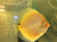 DISCUS PAIRS IN STOCK AT CHILTON AQUATICS FROM ONLY £120 PAIR