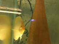 DISCUS PAIRS IN STOCK AT CHILTON AQUATICS FROM ONLY £120 PAIR