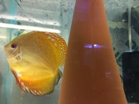 DISCUS PAIRS IN STOCK AT CHILTON AQUATICS FROM ONLY £120 PAIR