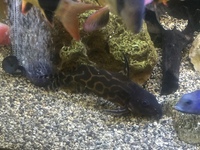 Rare Synodintis Ornatipinnis 10 inch for sale
