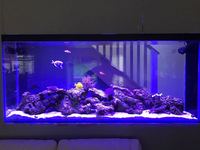 BUY ECO-FRIENDLY LIVE ROCK- BEST ON THE MARKET