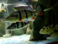 Various large Predator Fish; Dorado, Bass, Arowana,
