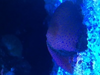 Two red mushrooms with blue spots frag gosport £10