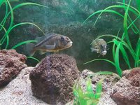 Female Aristochromis Christyi free to the right home